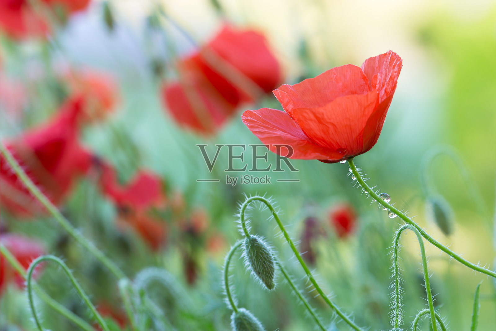 盛开的罂粟花照片摄影图片