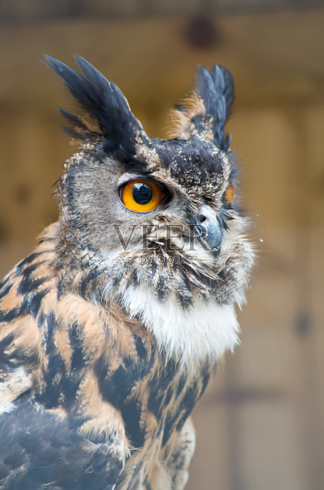 关闭猫头鹰照片摄影图片