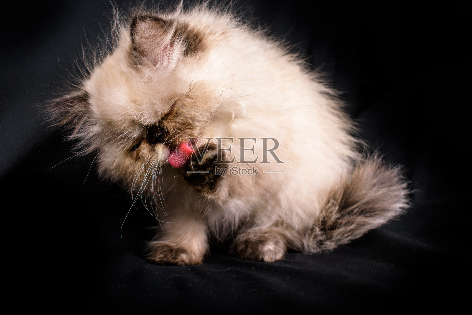 小蓝点喜马拉雅波斯猫照片摄影图片