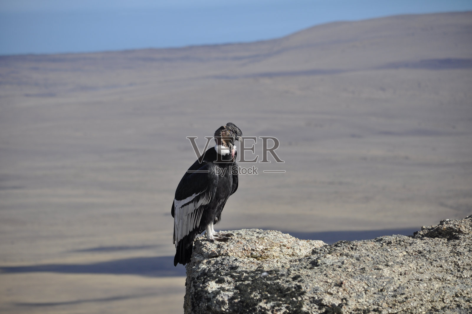 巴塔哥尼亚秃鹰照片摄影图片