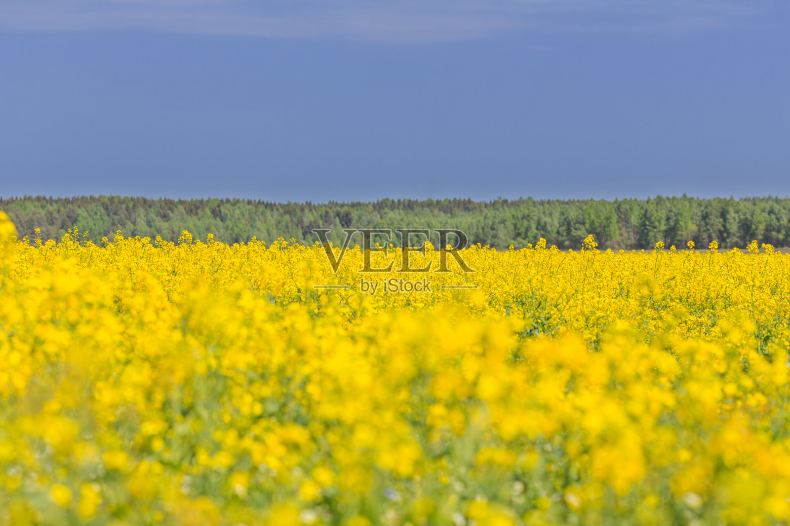 春天的领域照片摄影图片