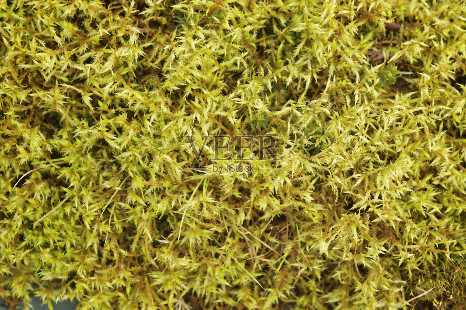 近距离拍摄的绿色叶子。照片摄影图片