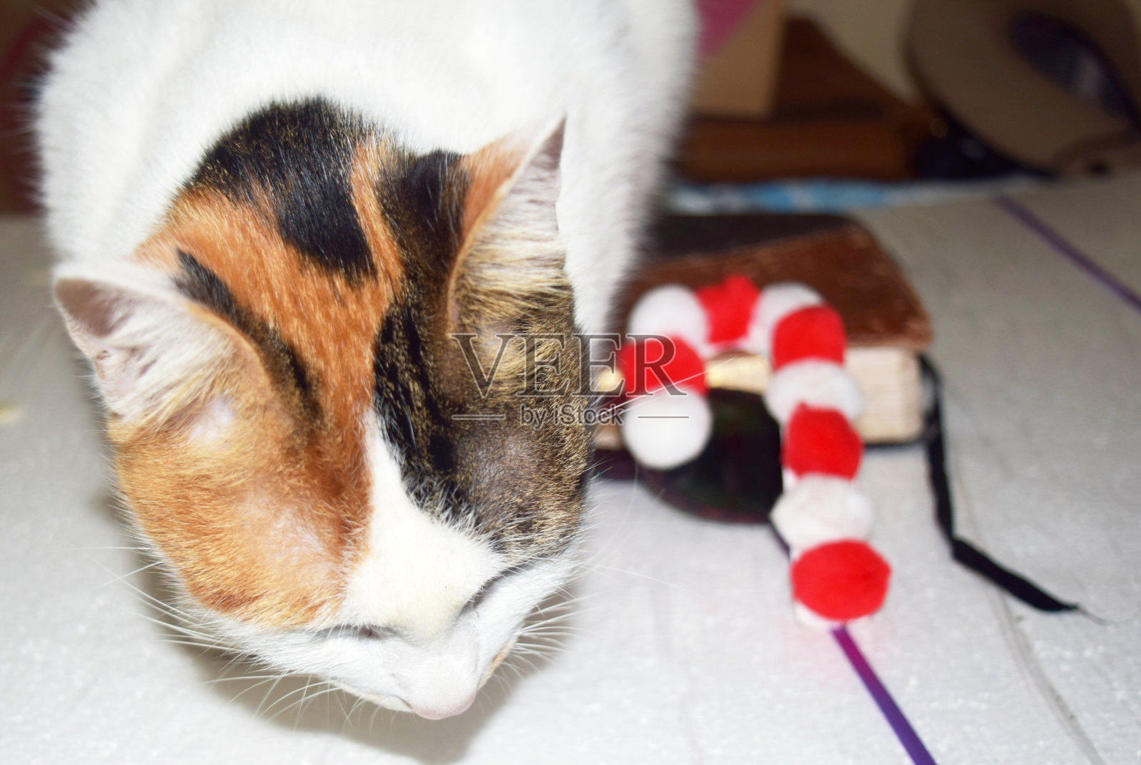 圣诞节猫´s颜色照片摄影图片