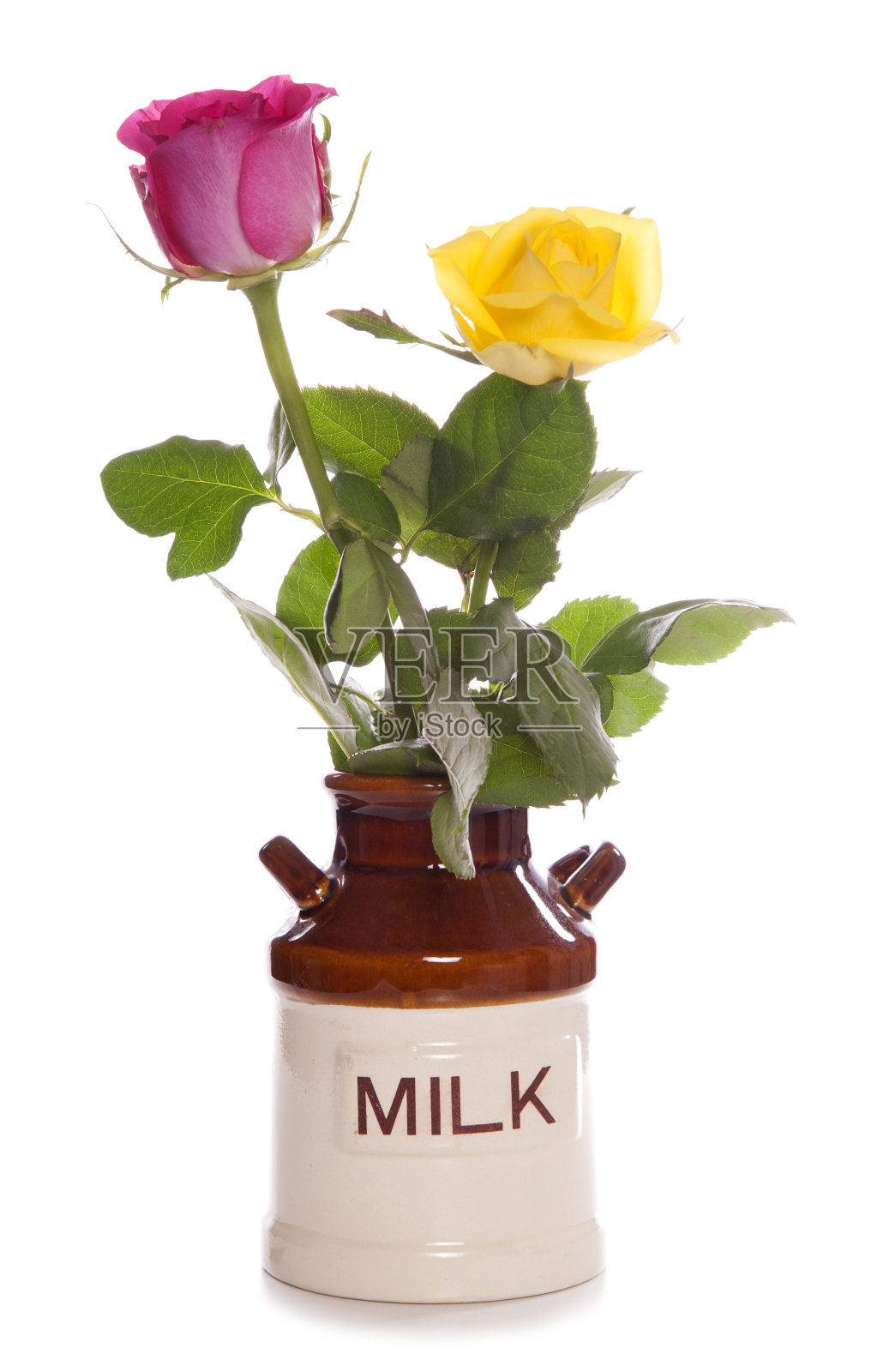 两朵玫瑰在一个老式牛奶壶里照片摄影图片