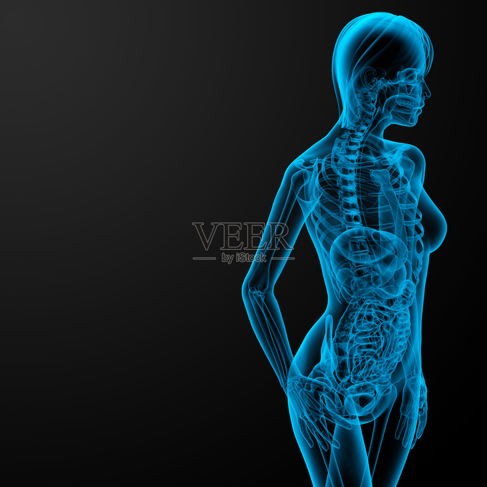 女性解剖的3d渲染医学插图照片摄影图片