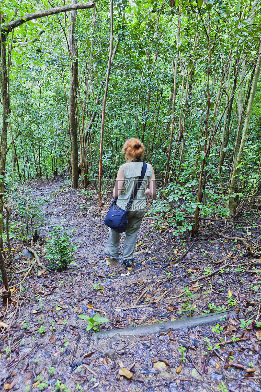 圣卢西亚的马米库花园照片摄影图片