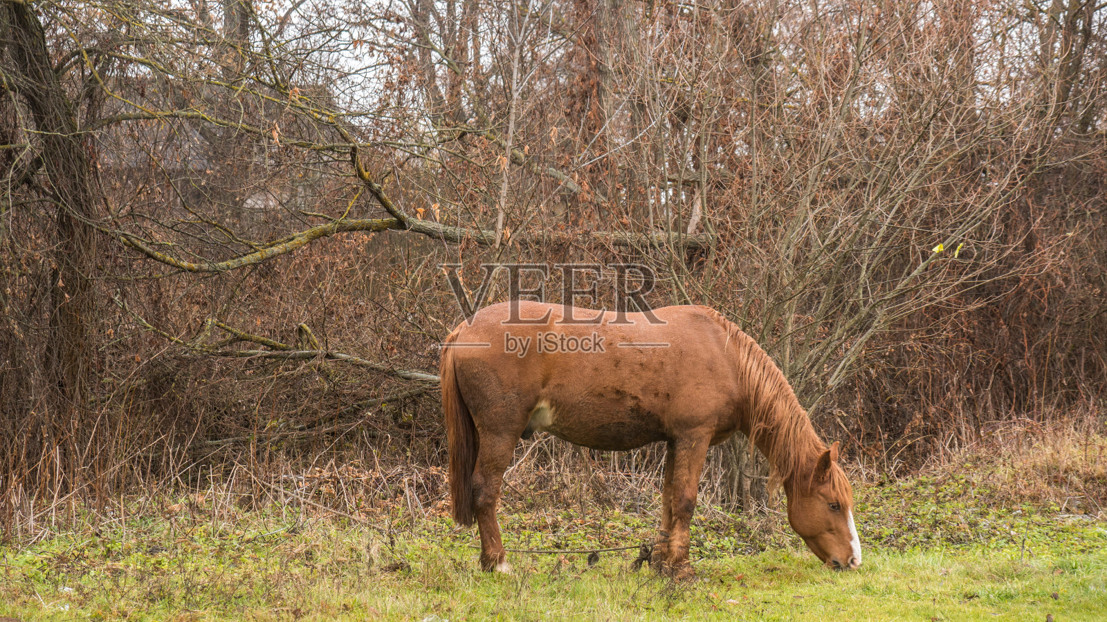 马在田野里散步照片摄影图片