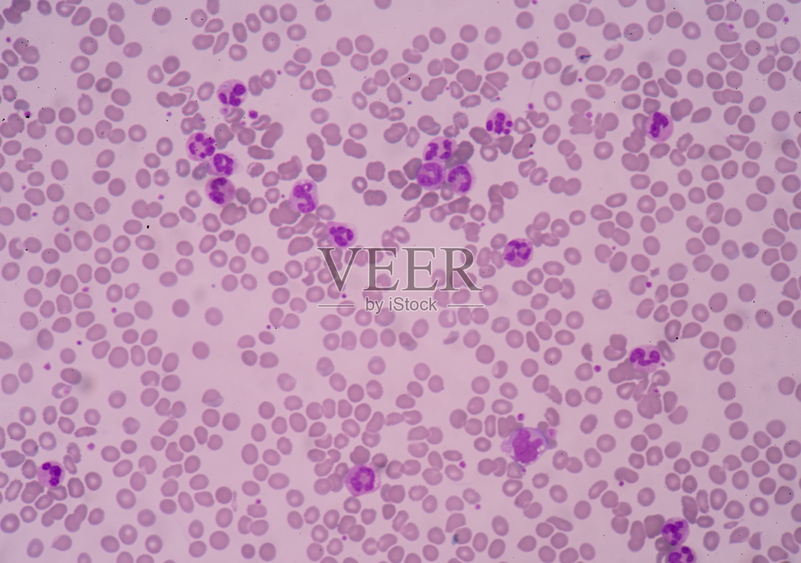 嗜中性照片摄影图片