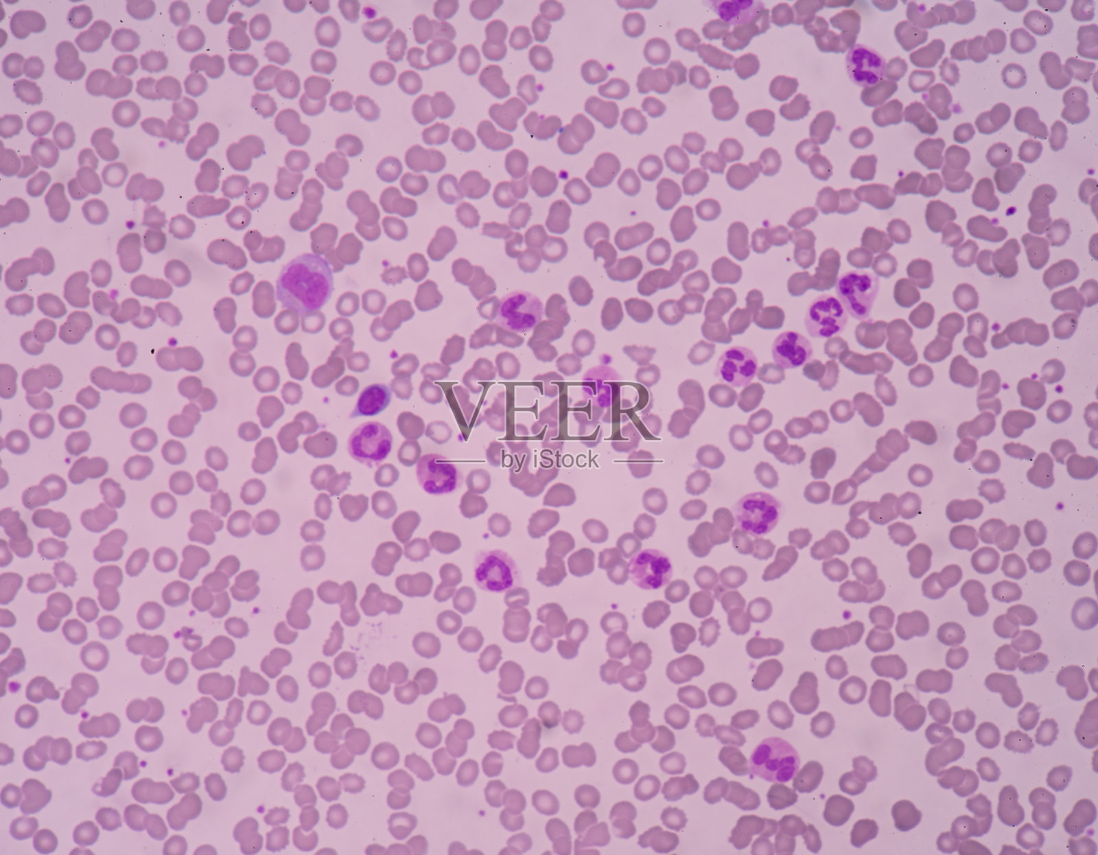 嗜中性照片摄影图片