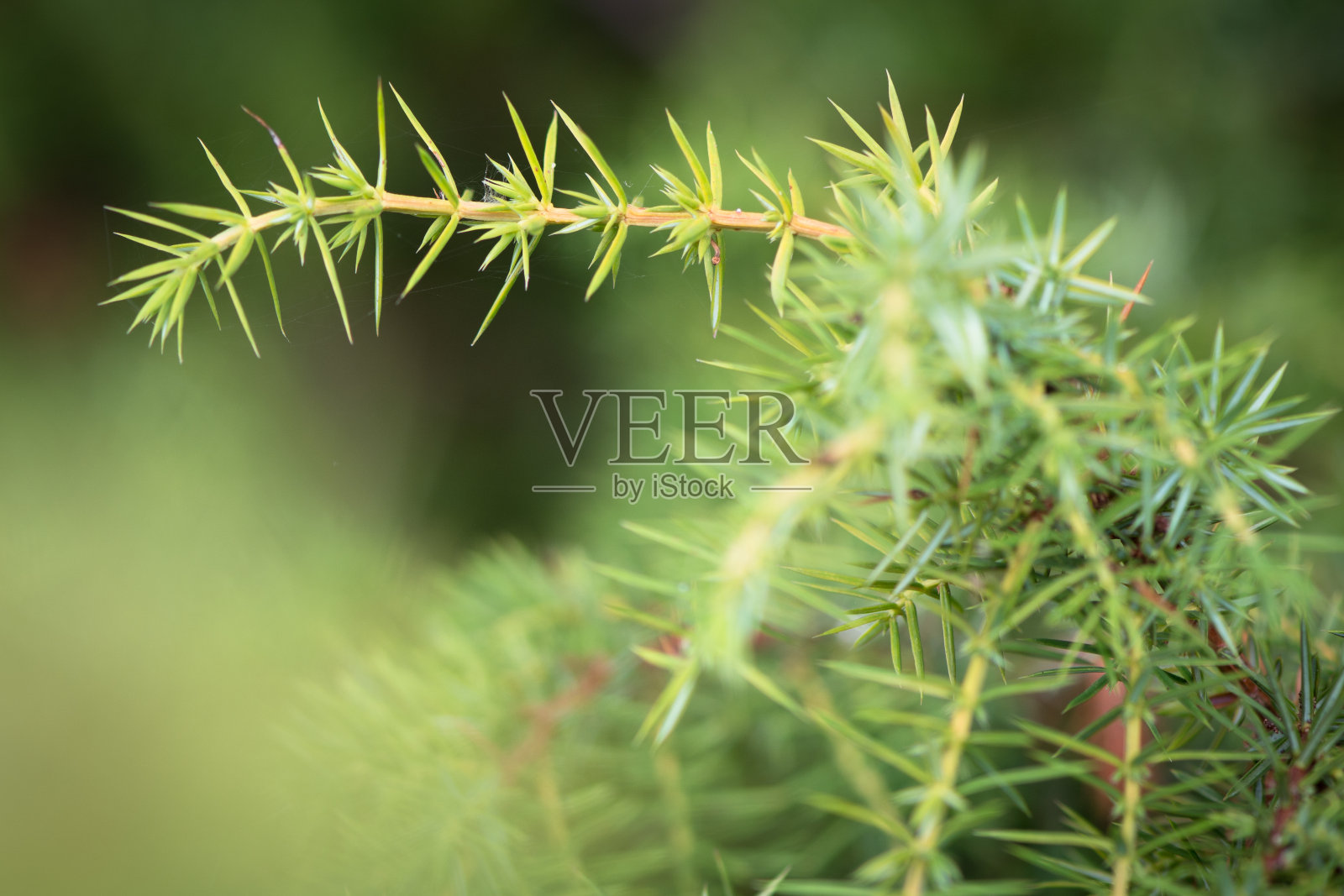 刺柏(杜松)照片摄影图片