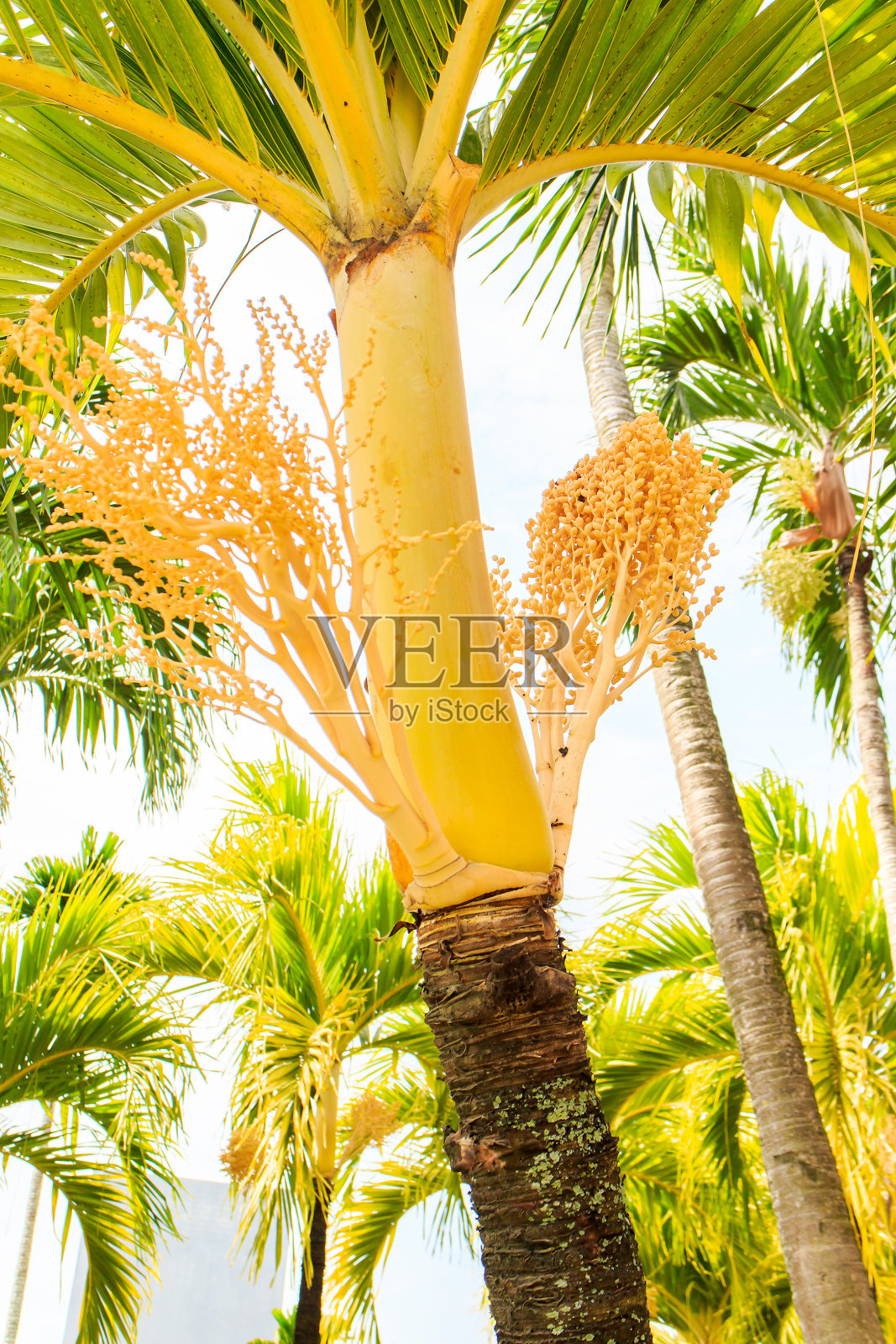 棕榈树仰天俯视图照片摄影图片