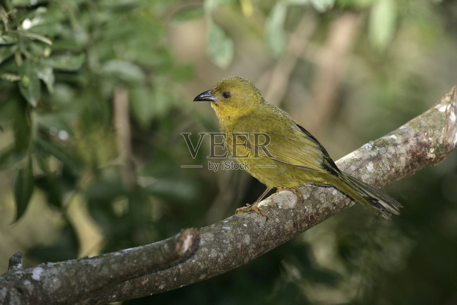 橄榄绿唐纳雀照片摄影图片