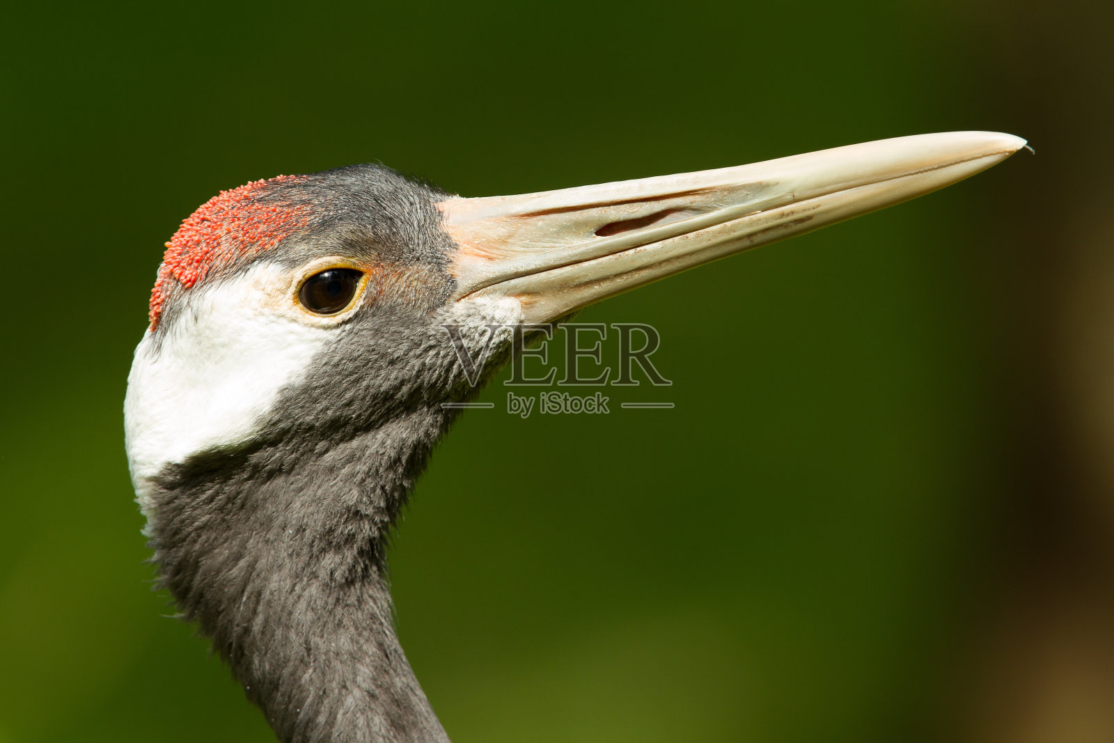 丹顶鹤的特写照片摄影图片