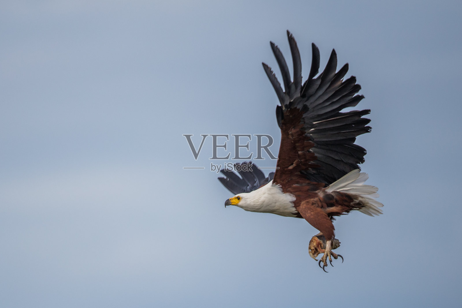 鱼鹰带着一条鱼飞走了照片摄影图片