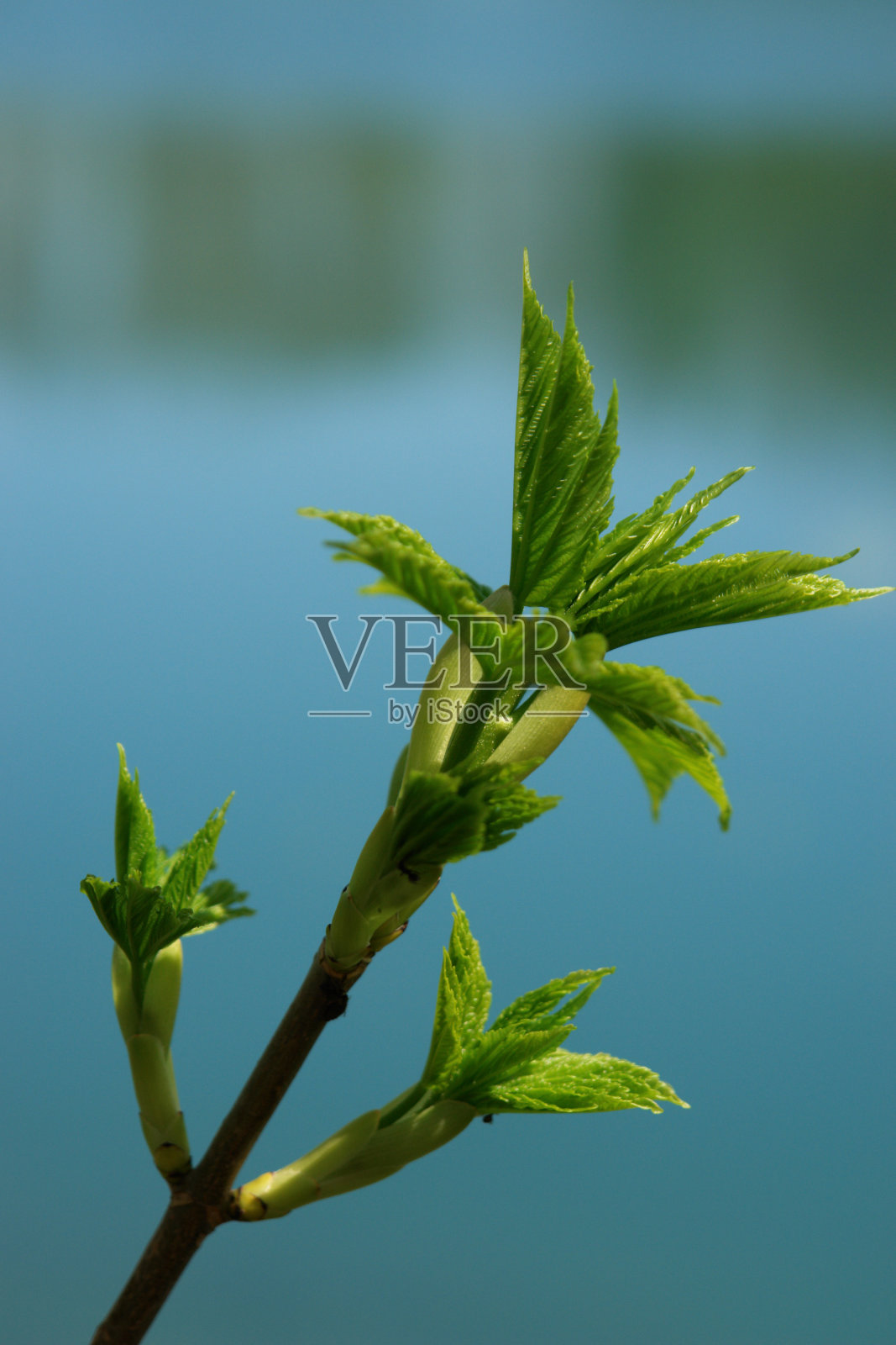 长湖照片摄影图片