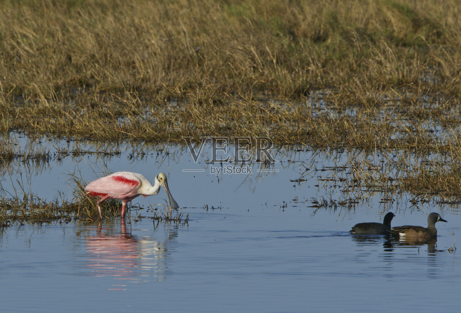 佛罗里达梅里特岛国家野生动物保护区的玫瑰琵鹭照片摄影图片