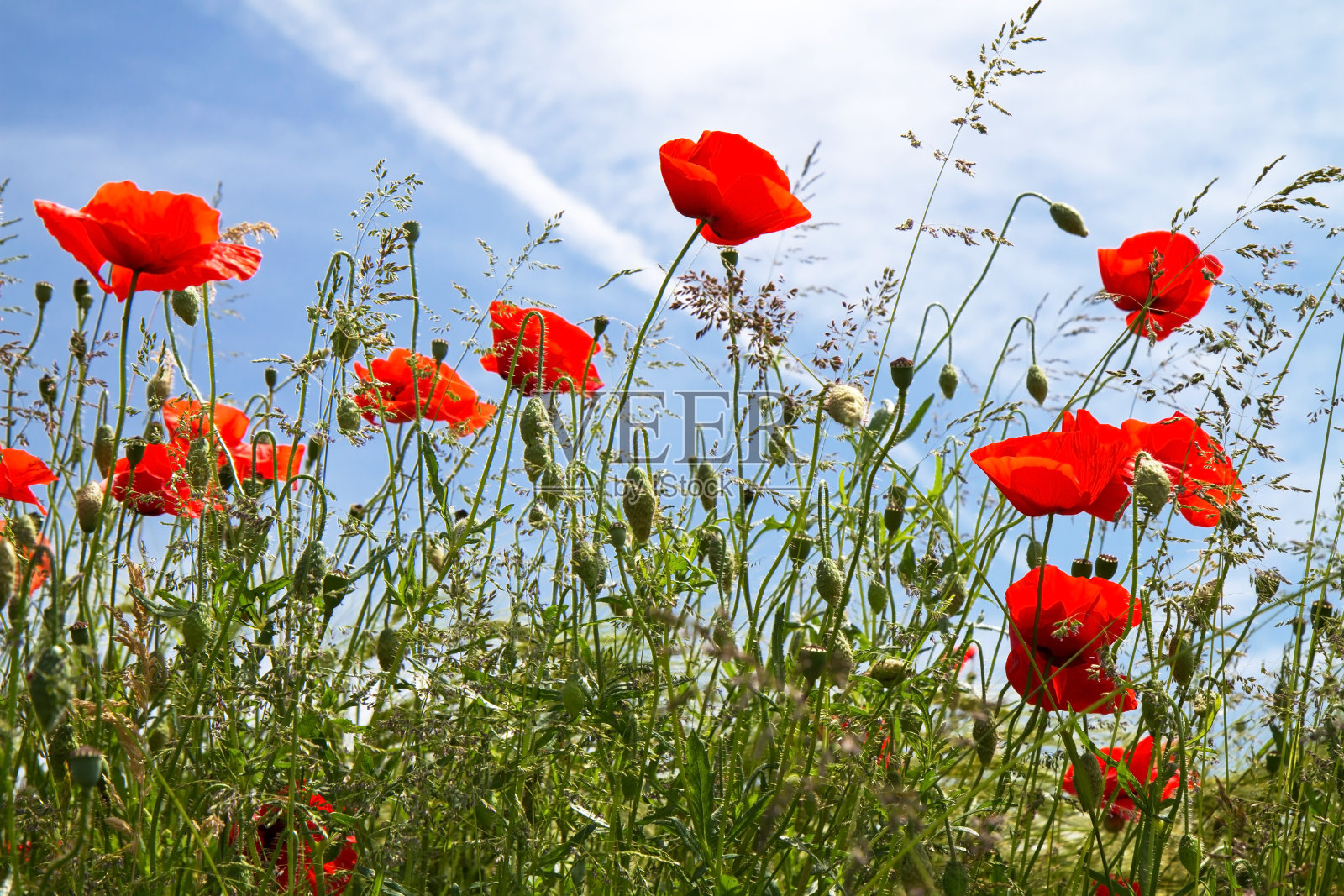 盛开的罂粟花田照片摄影图片