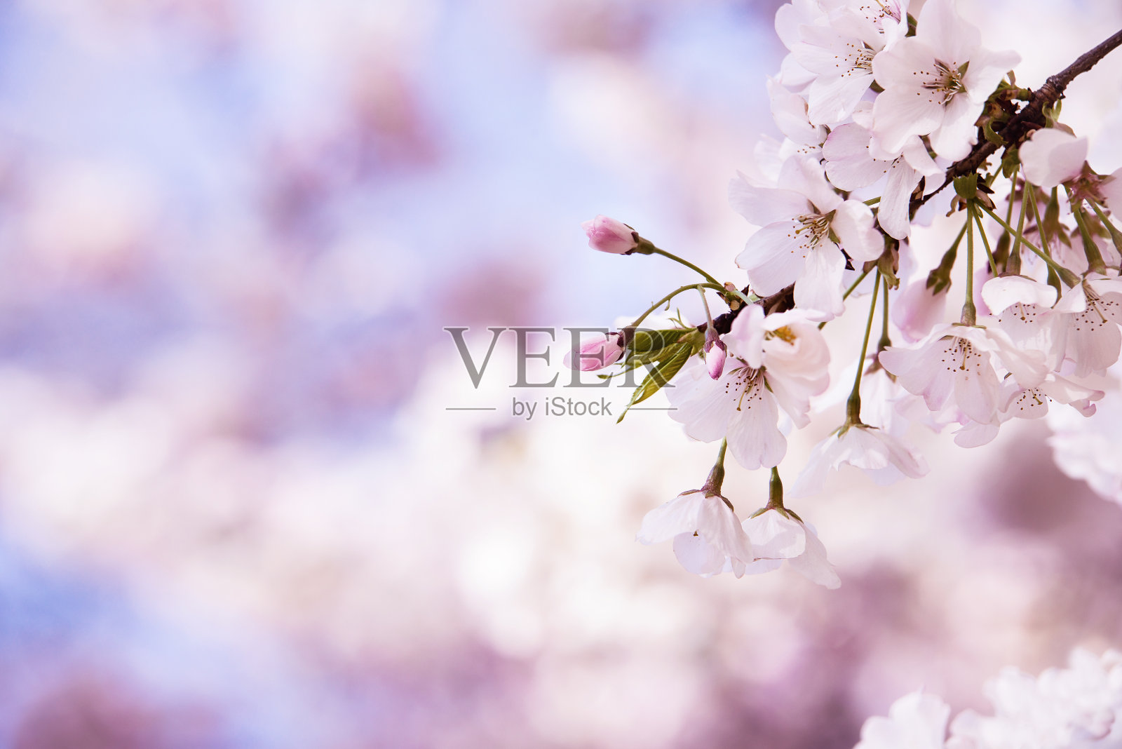 这是春天樱花盛开的特写照片摄影图片