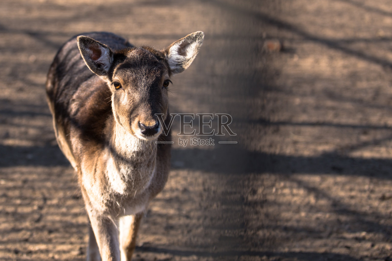 动物园野生狍照片摄影图片