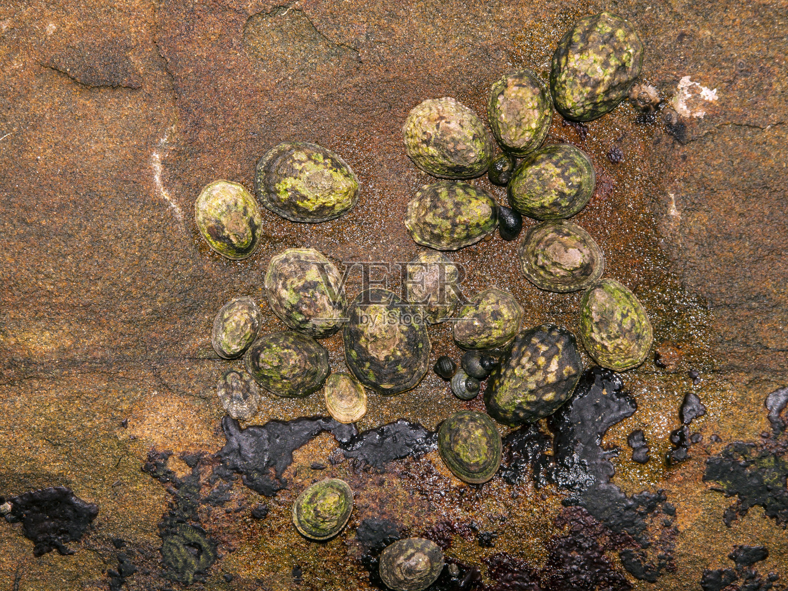 帽贝、蜗牛照片摄影图片