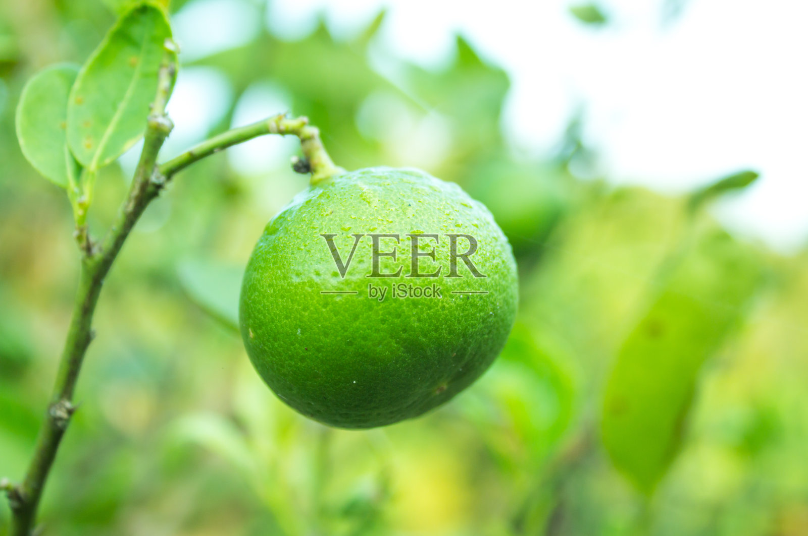 柠檬树照片摄影图片