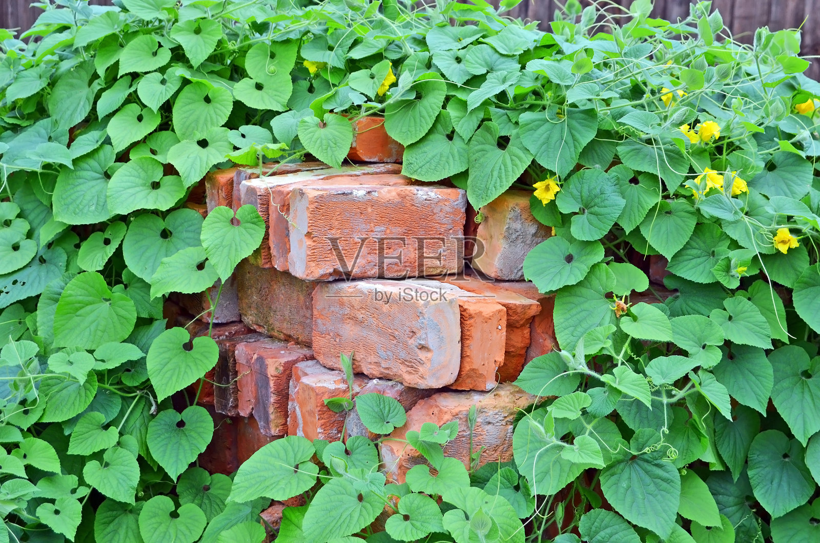 工厂的旧砖堆照片摄影图片