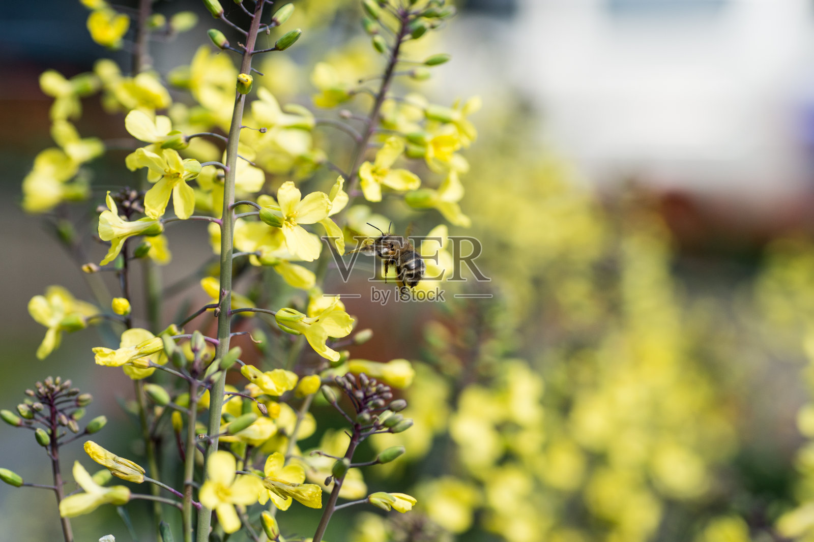 我花园里的蜜蜂照片摄影图片