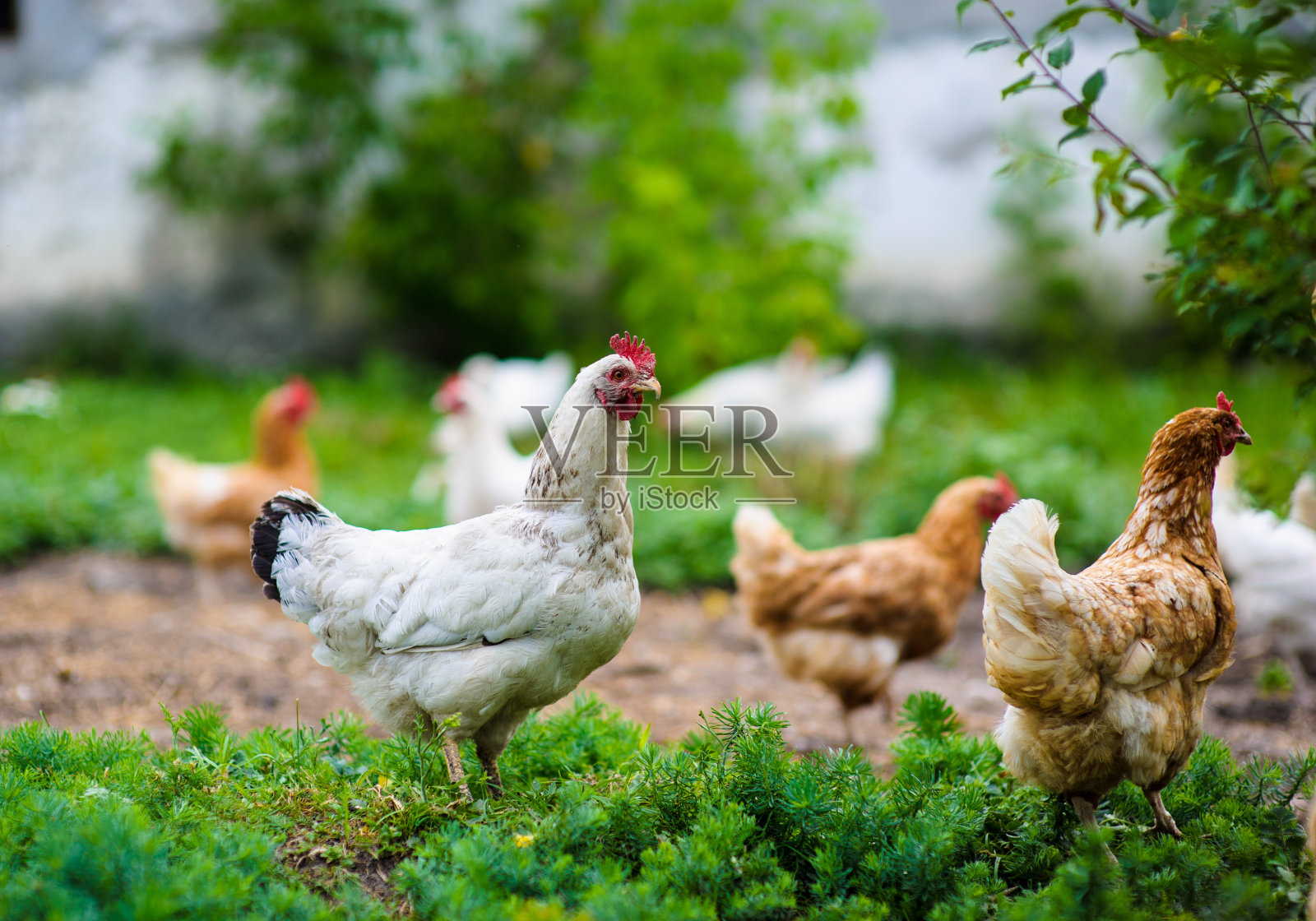 鸡照片摄影图片