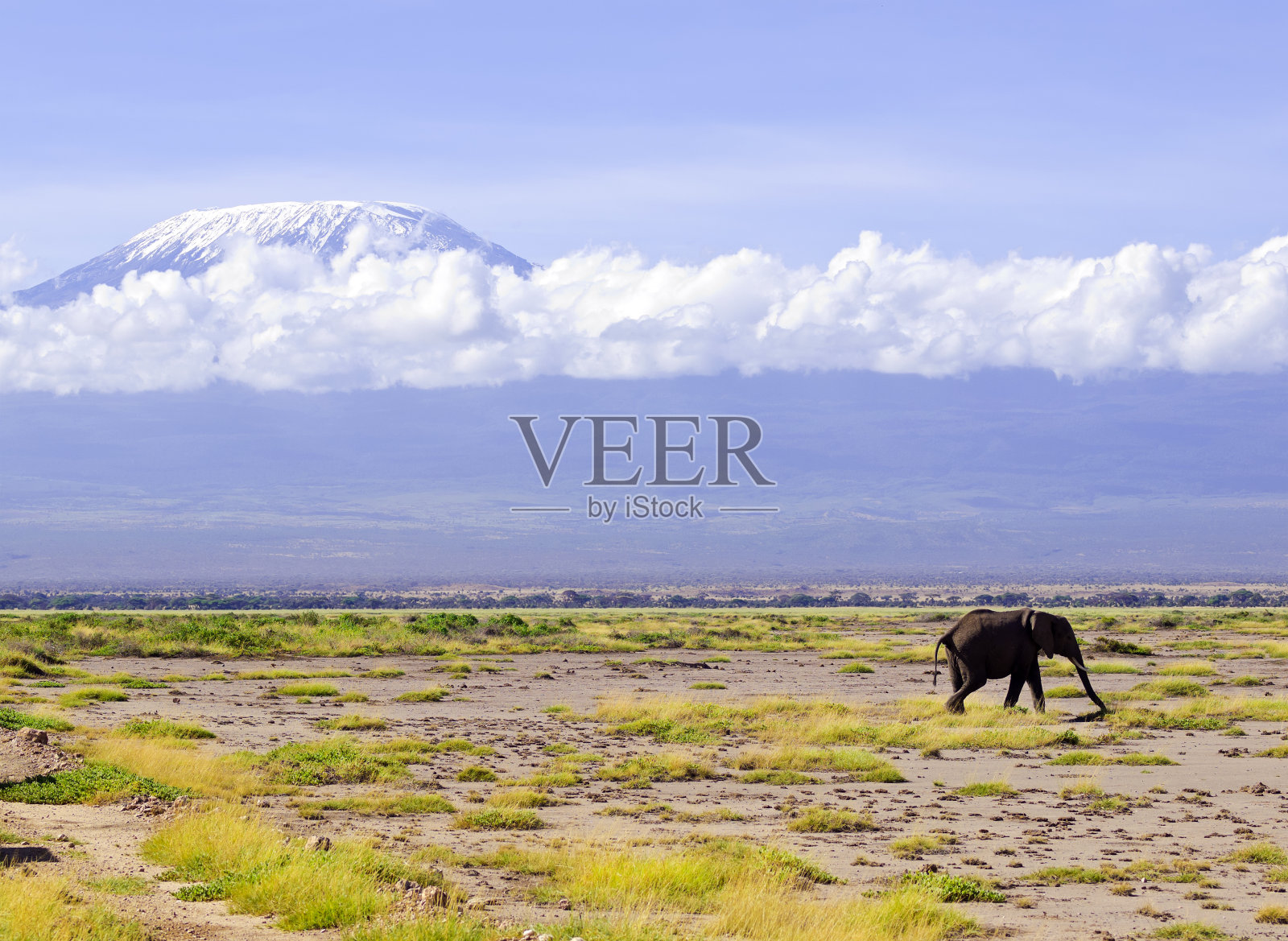 大象和乞力马扎罗照片摄影图片