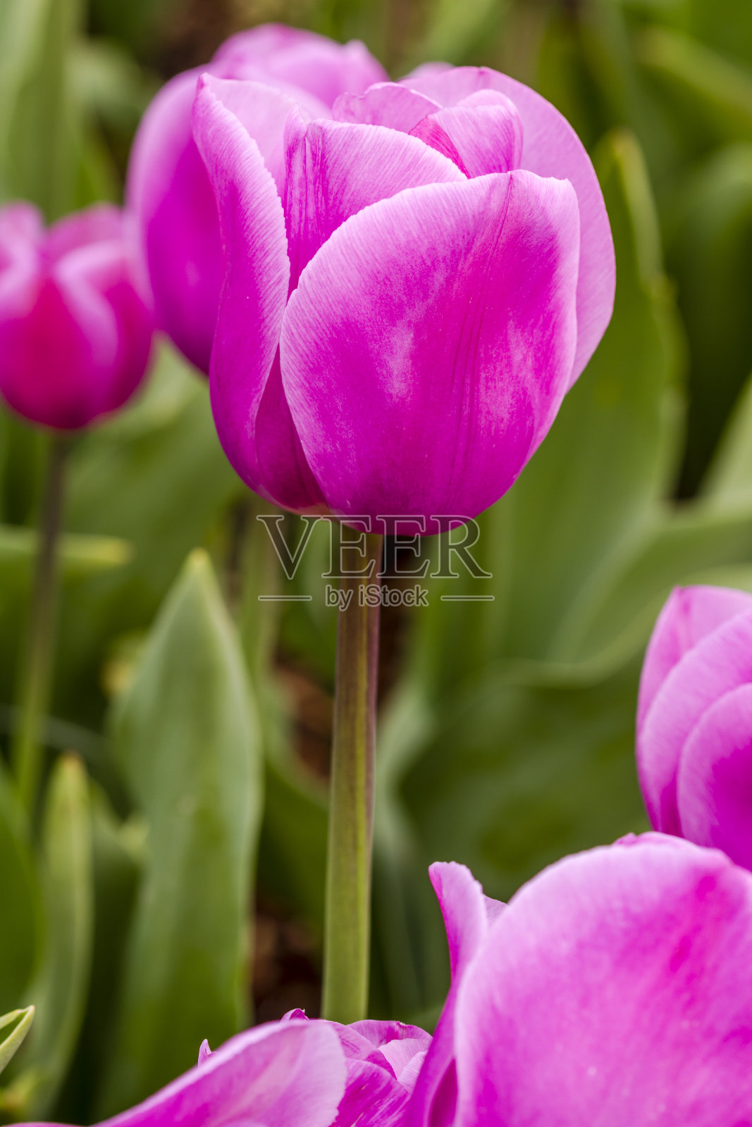 斯卡吉特山谷俄勒冈郁金香田照片摄影图片