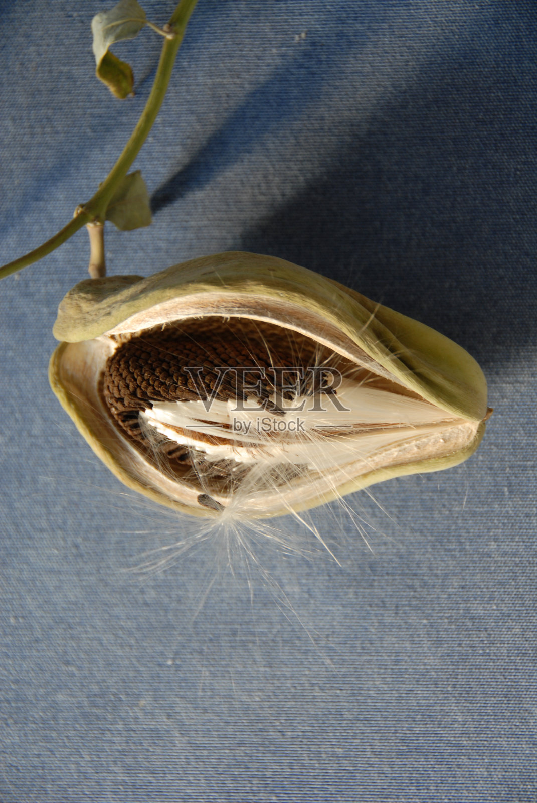 查约特- Frucht / Samen -西班牙照片摄影图片