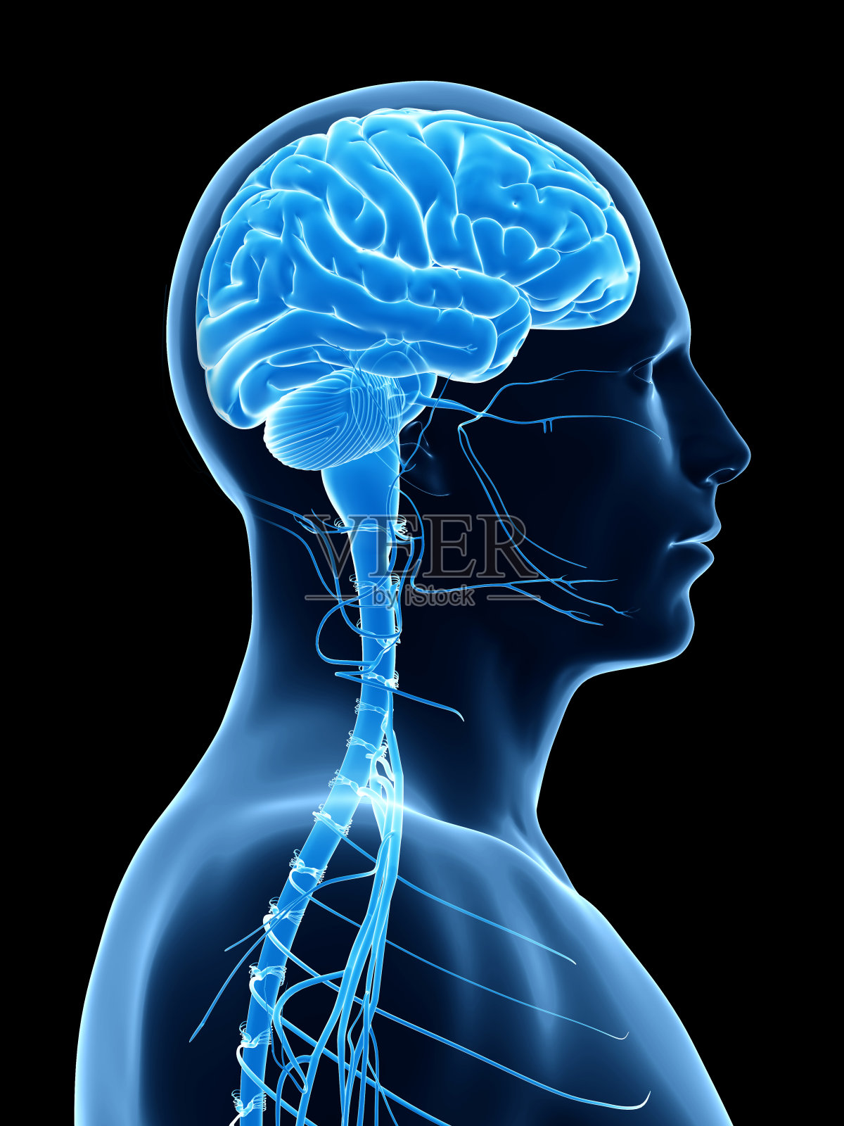 人类的大脑照片摄影图片