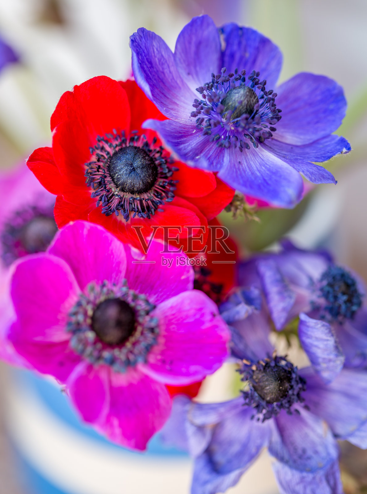 美丽的多色银莲花。照片摄影图片