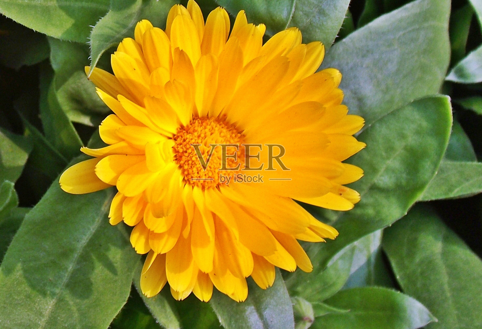 黄色的美丽照片摄影图片