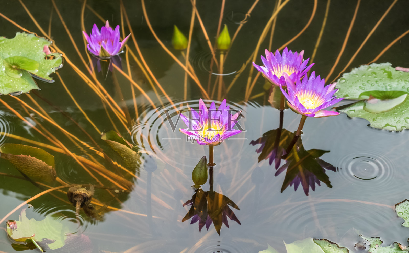 池塘里的新鲜莲花照片摄影图片