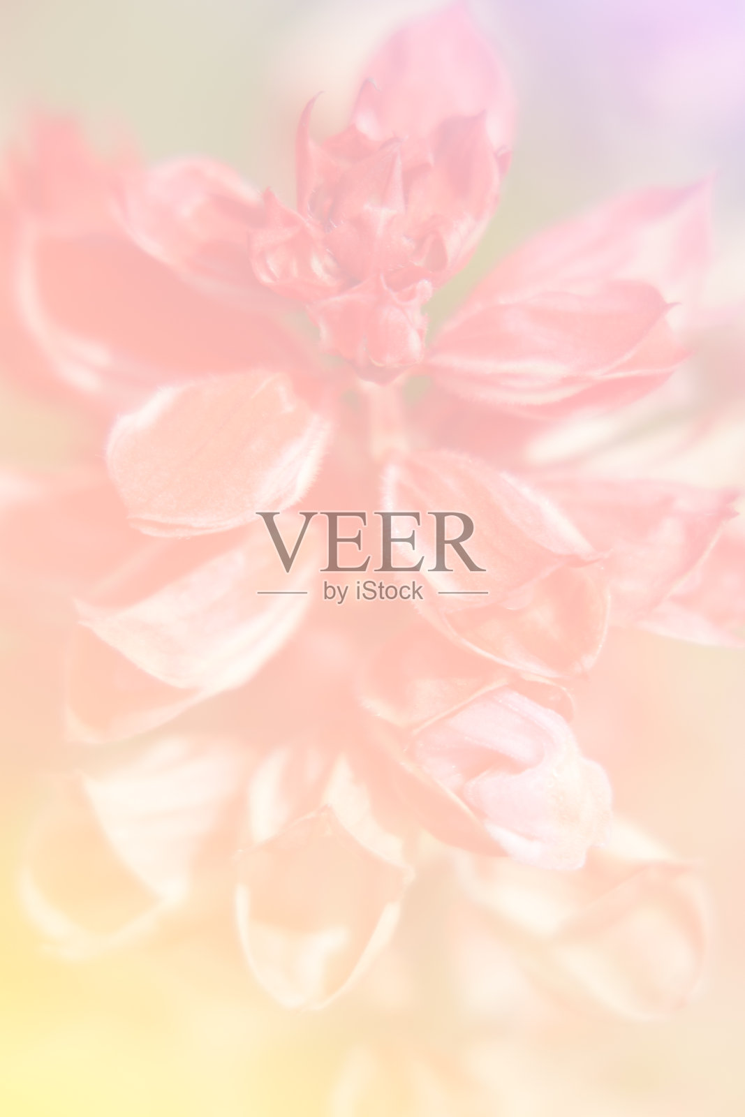 红色鼠尾草花照片摄影图片