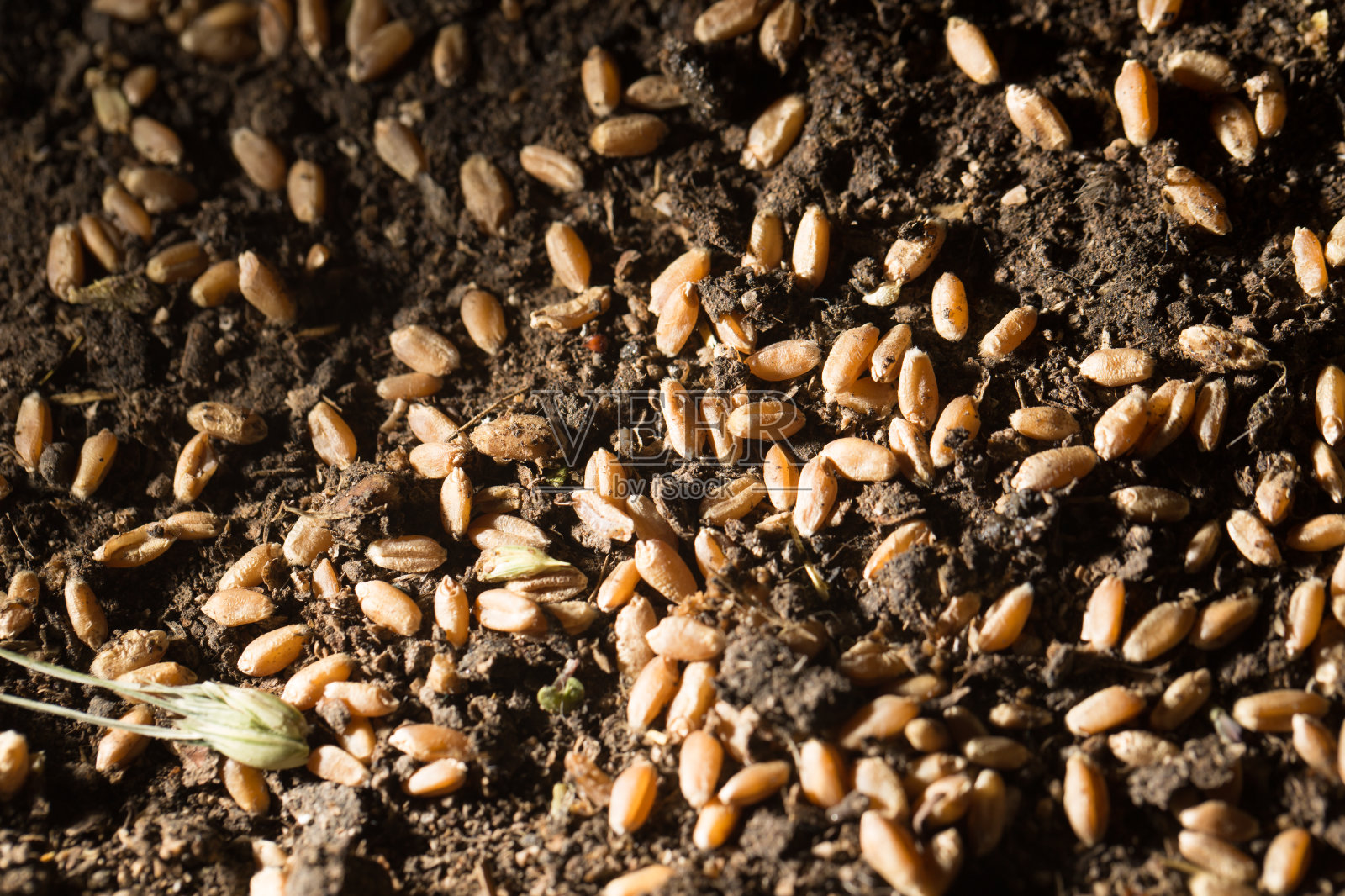 在麦地里照片摄影图片