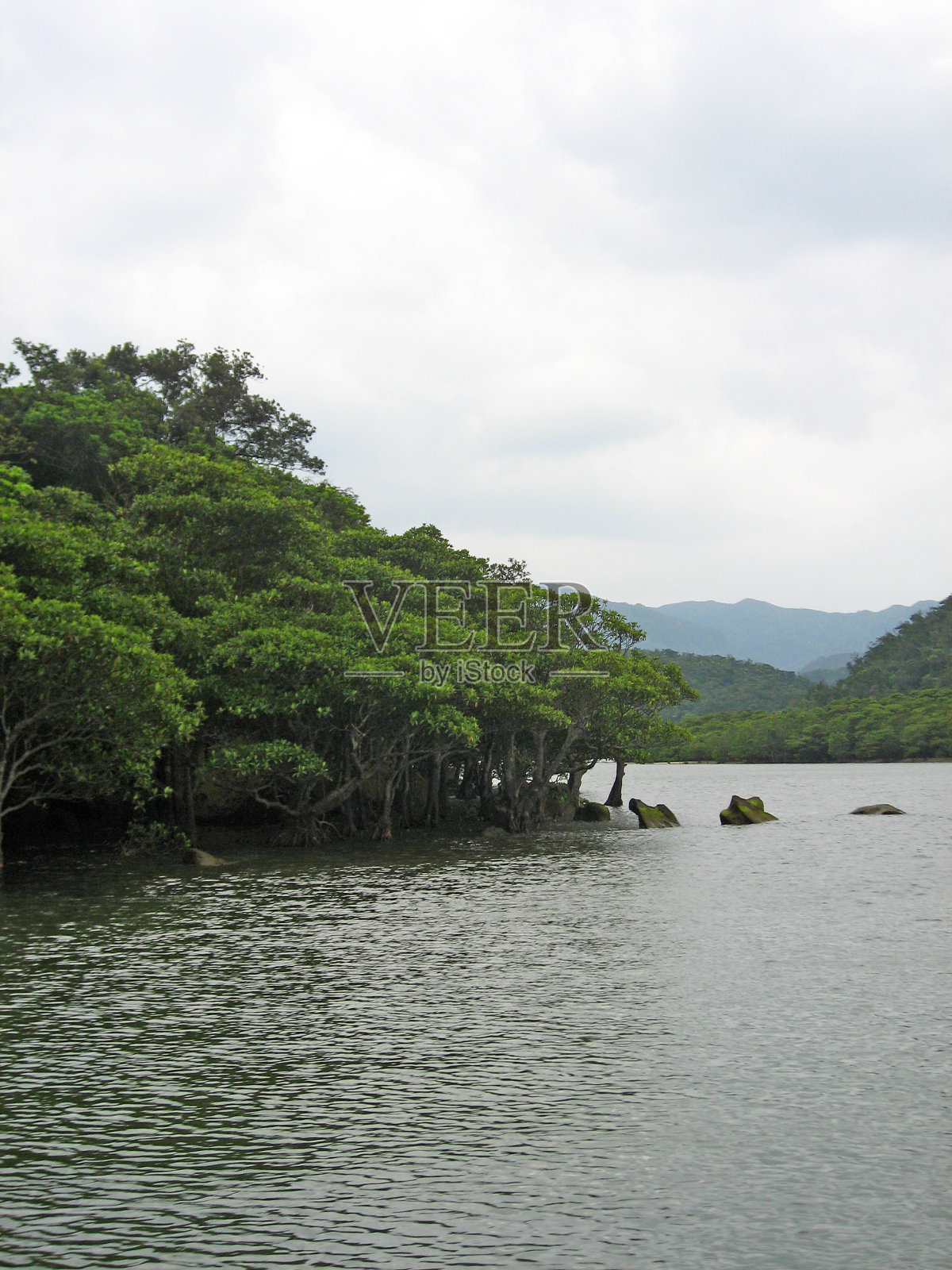 Mangroove森林和河流照片摄影图片