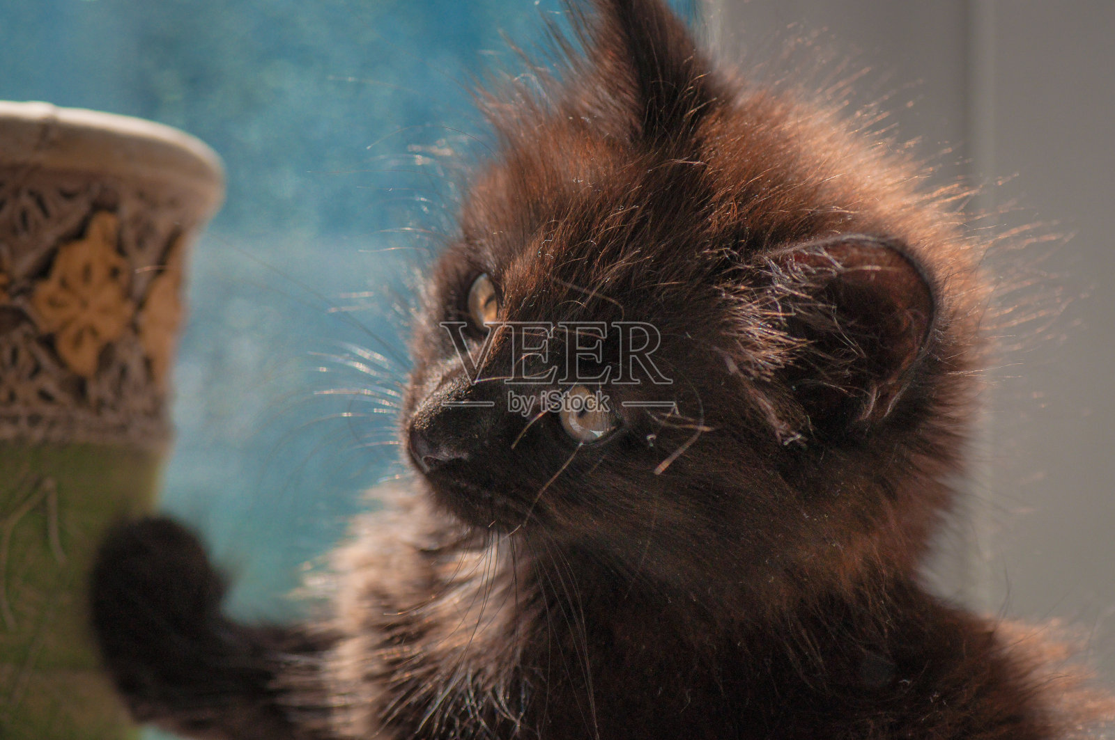 可爱的小猫照片摄影图片