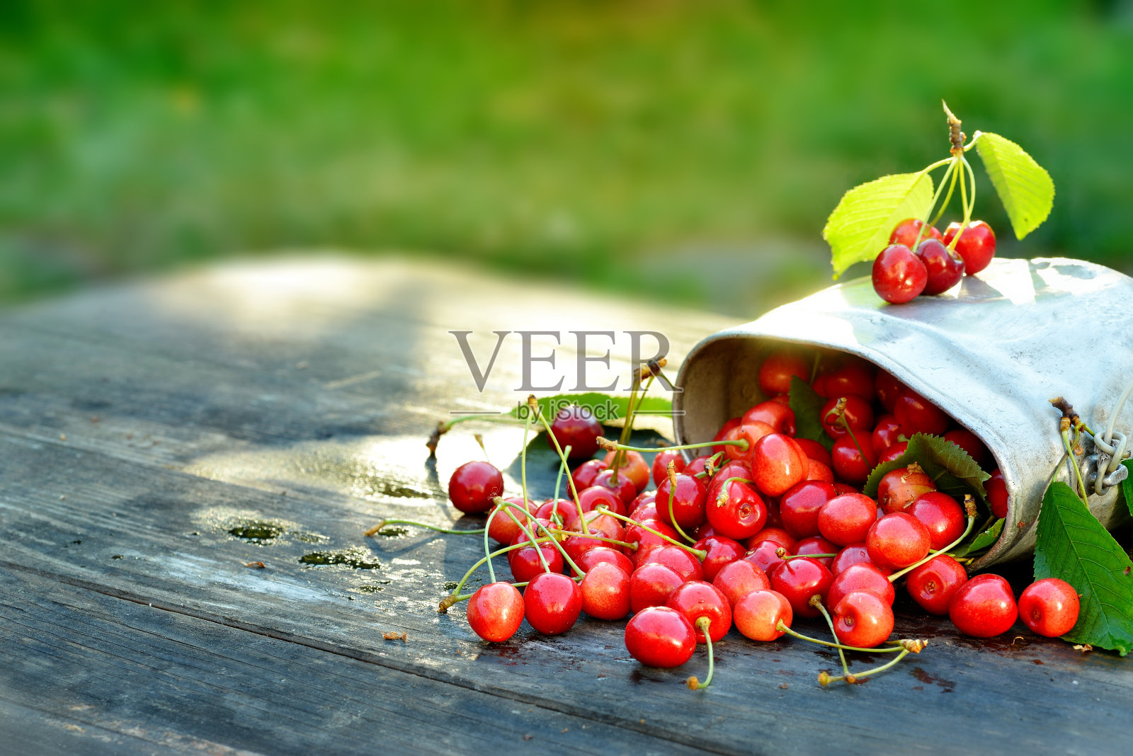 新鲜的有机樱桃在金属罐在木制桌子的背景与阳光照片摄影图片