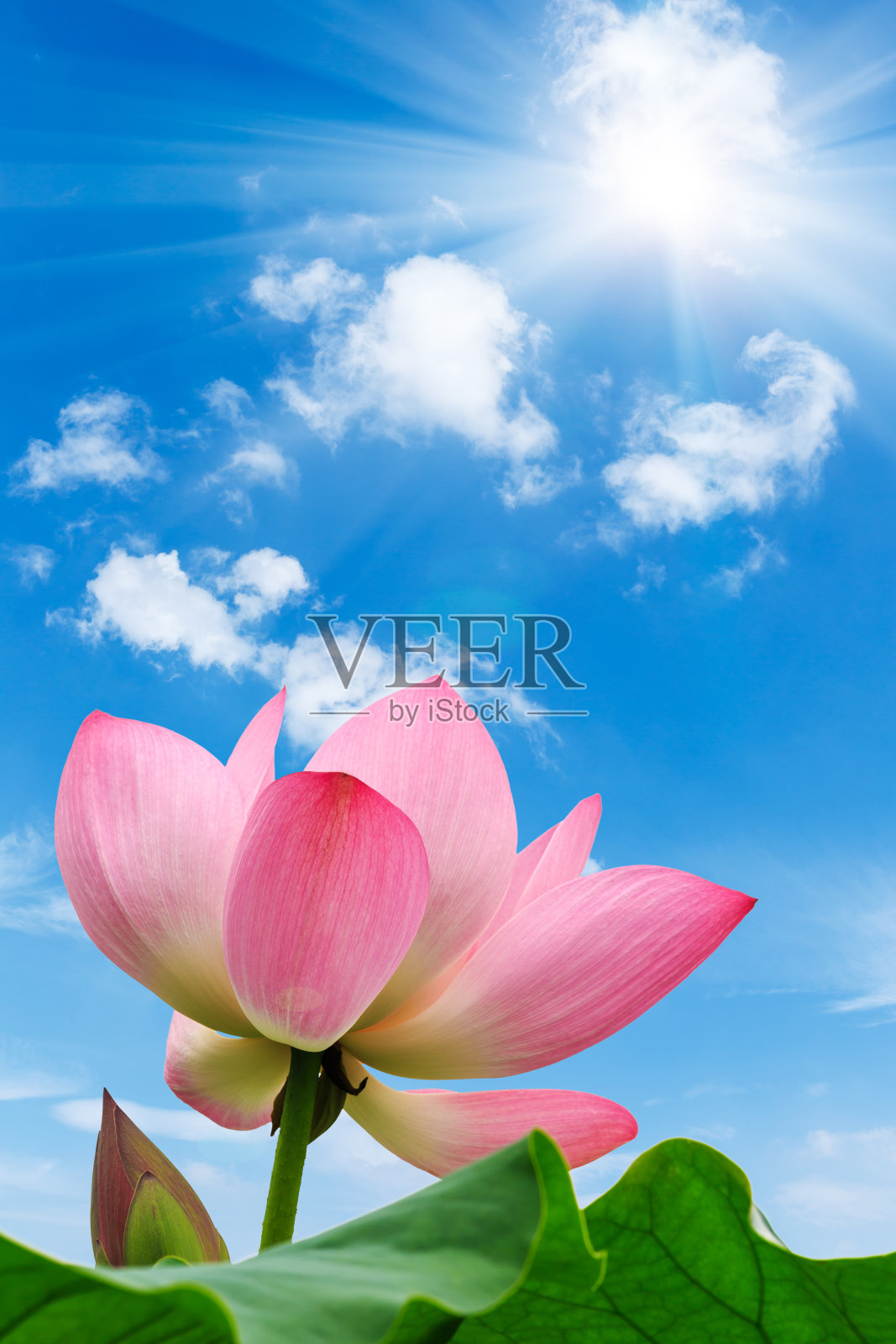 红荷花在池塘里盛开照片摄影图片