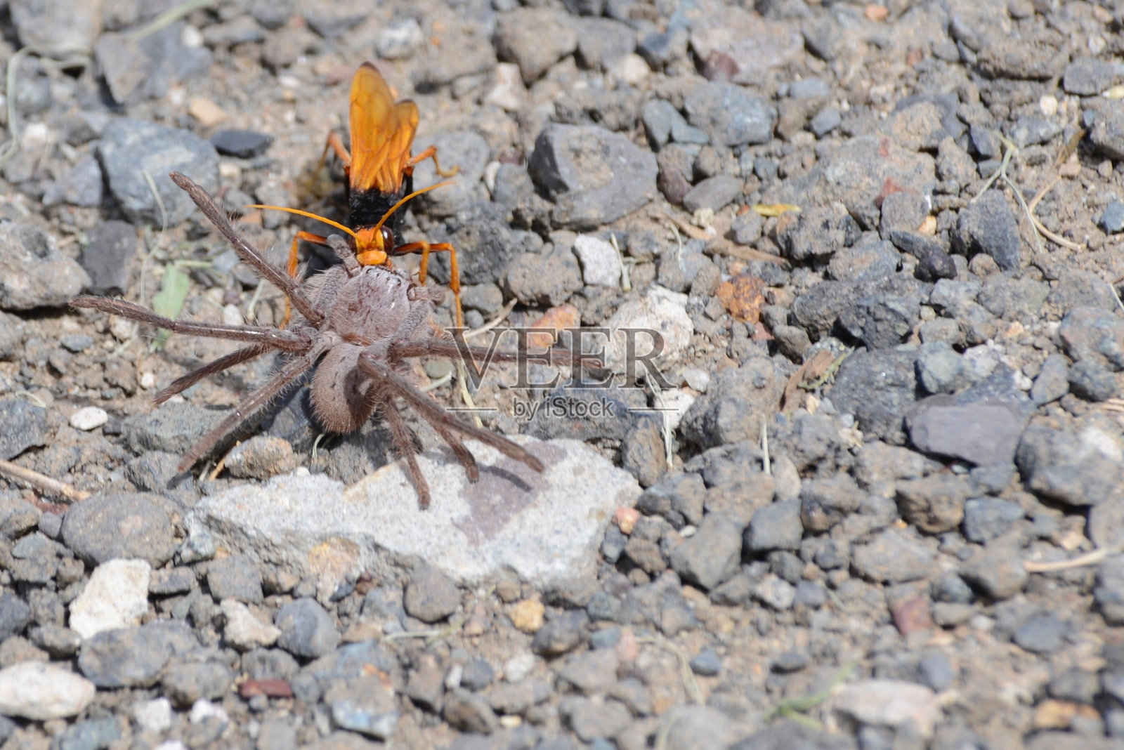 狼蛛鹰照片摄影图片