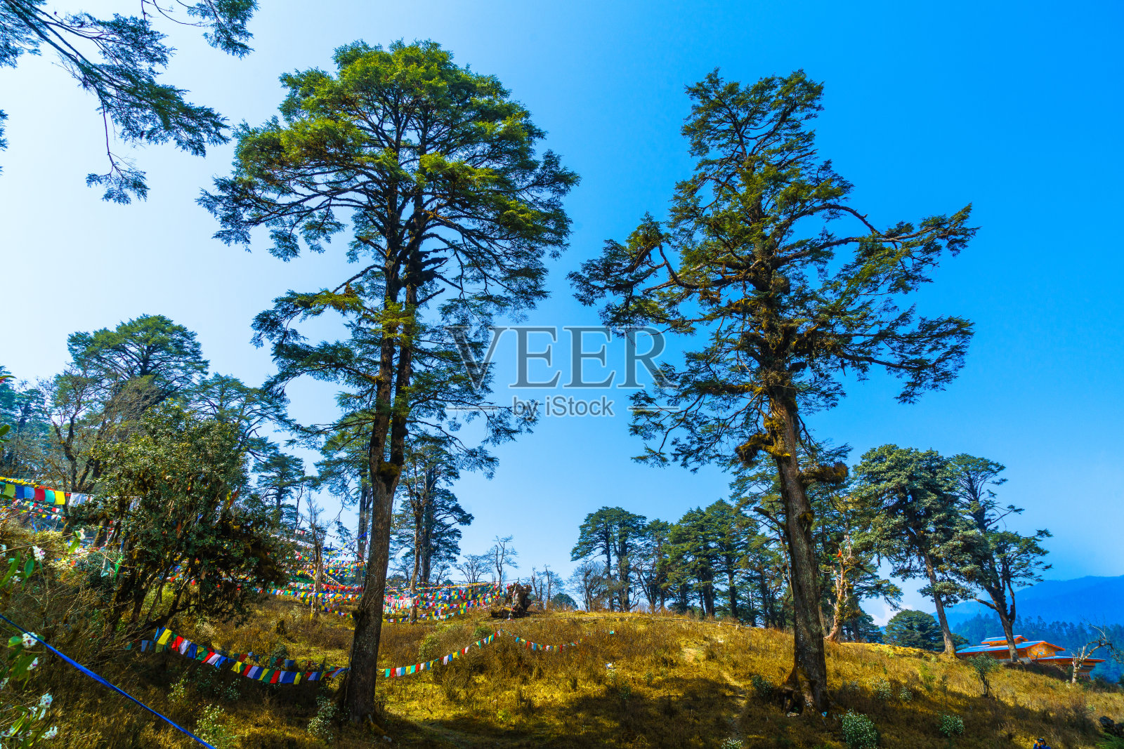 在晴朗的蓝天下俯瞰树木照片摄影图片