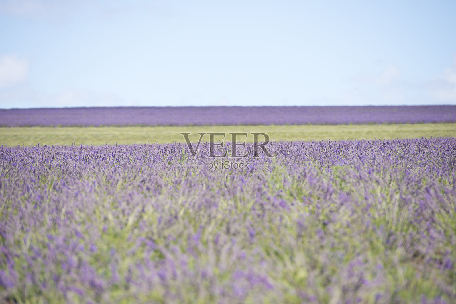 紫色薰衣草田景观墙纸照片摄影图片