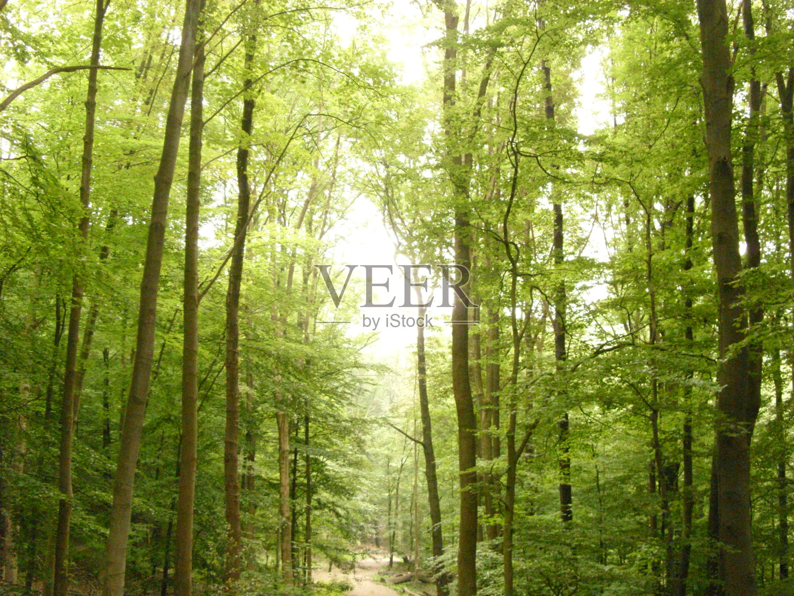 森林里有许多树照片摄影图片