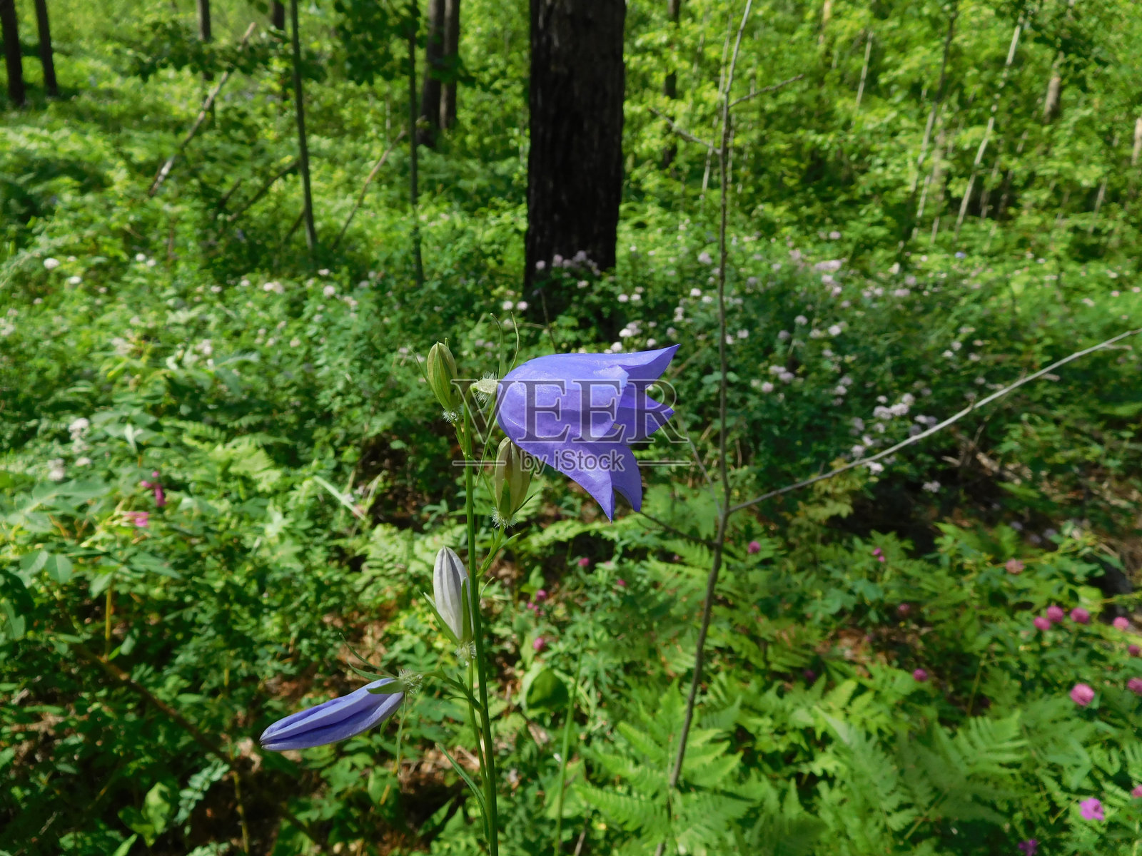 颜色铃铛照片摄影图片