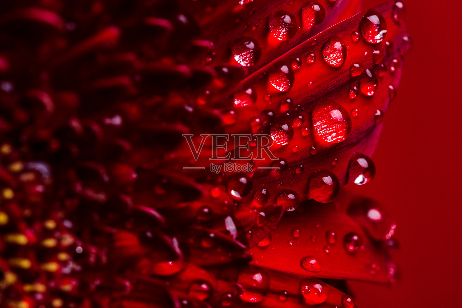 红色的花照片摄影图片