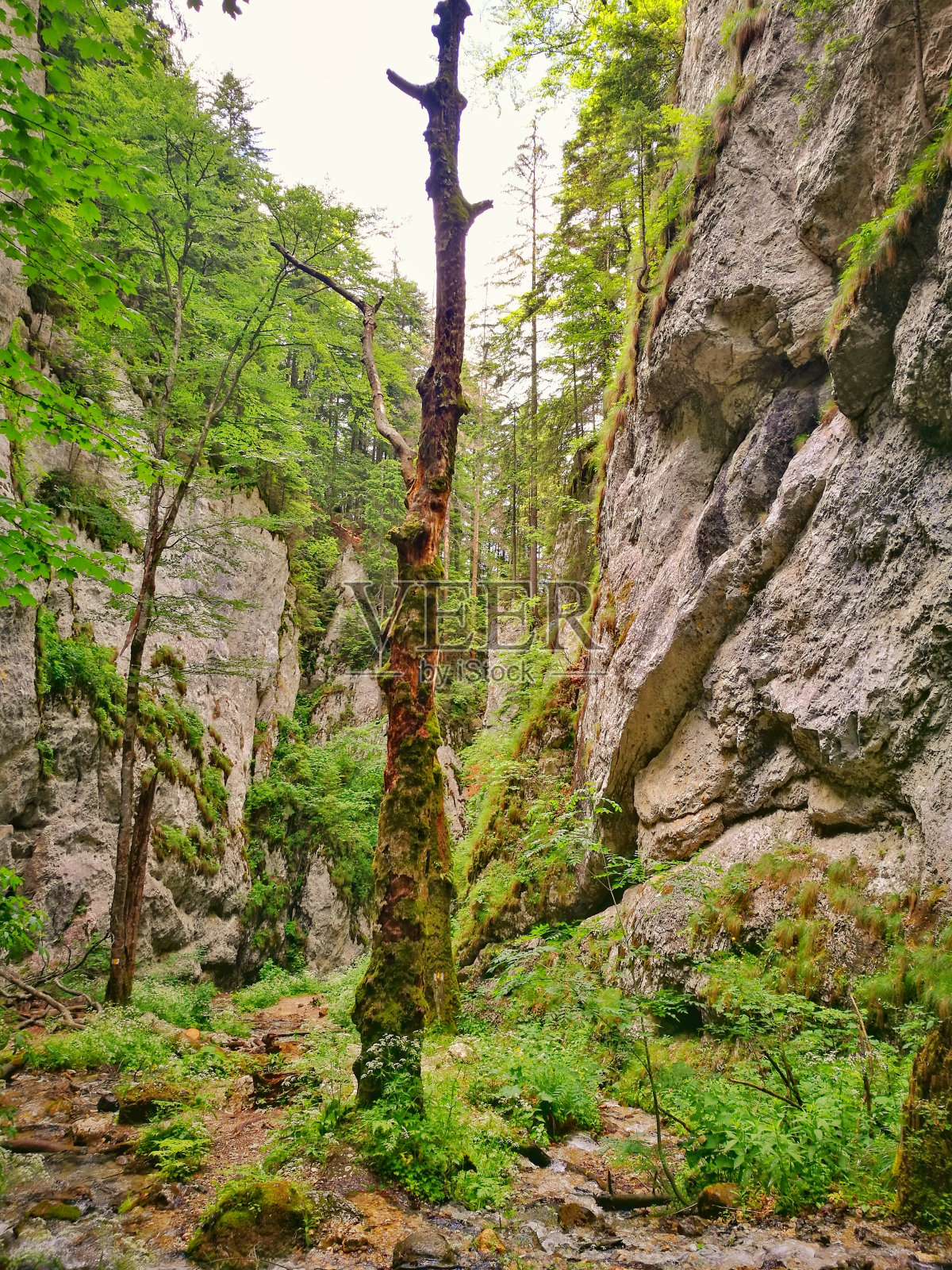 七阶峡谷，罗马尼亚，布拉索夫，皮亚特拉马山照片摄影图片