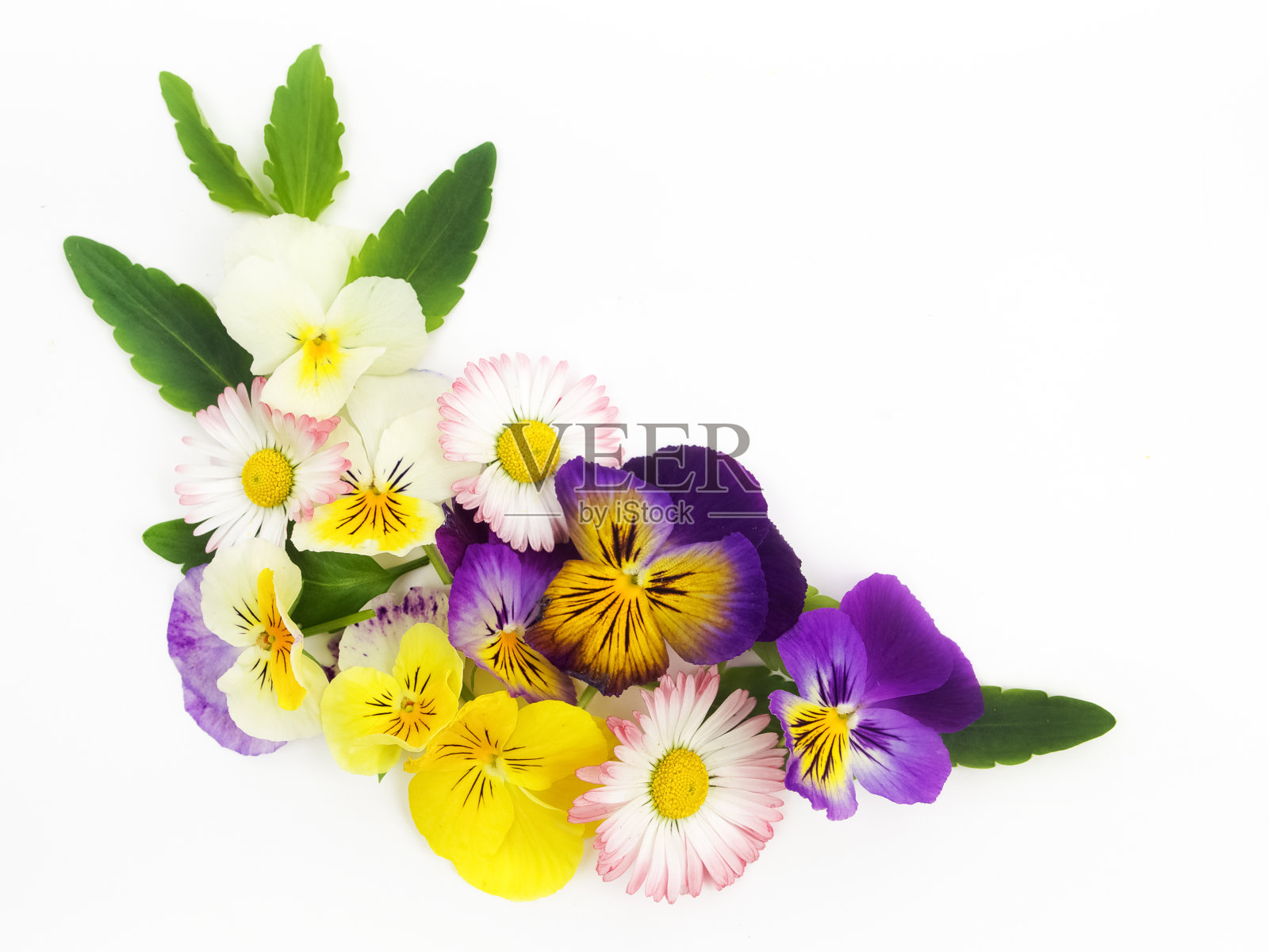 白色框架野花。平的。俯视图照片摄影图片