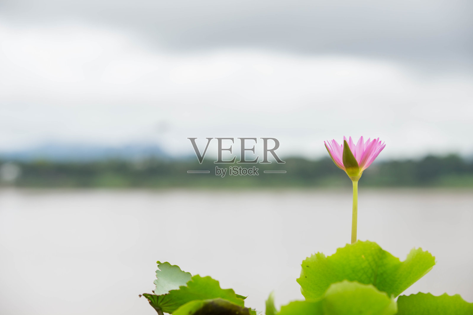 美丽的荷花在盛开照片摄影图片